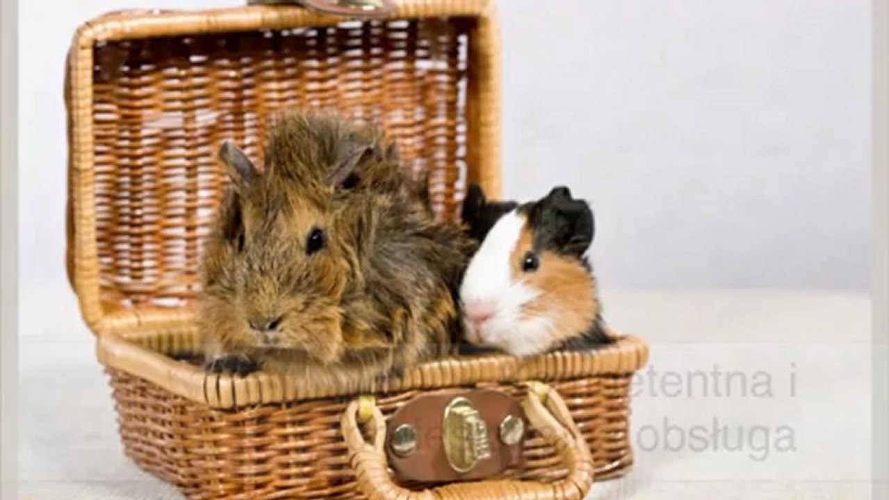 Artykuły Zoologiczne Poddębice Zolux Polska Sp. z o.o.