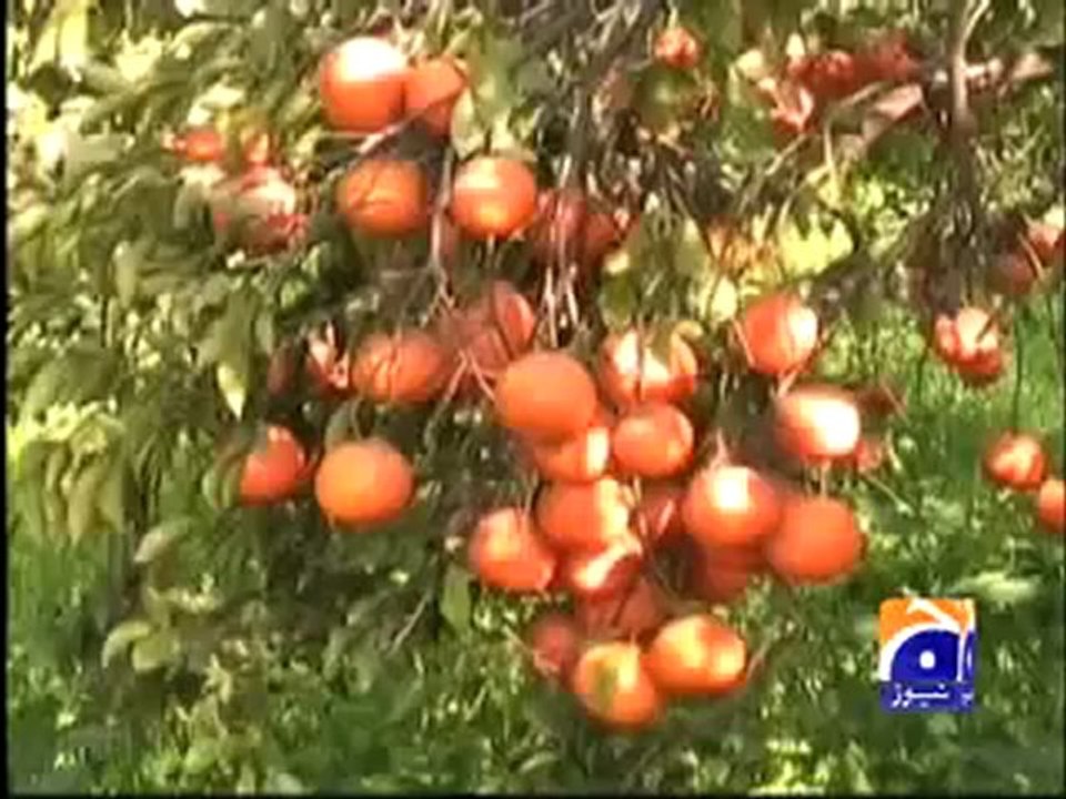 Orange Production on Geo Tv 15-11-2009.mp4