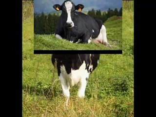 BURDUR VE CEVRESİNDEKİ ÇİFTLİKLERİMİZDEN 1. SINIF HOLSTAİN GEBE DÜVELER