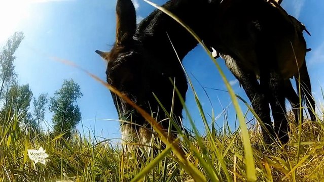 La Pierre aux Anes - Les Etangs