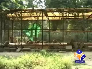 Report- Dog Bites Peacock! (18th October 2009).mp4