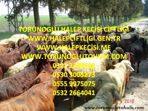 halep kecisi fiyatları,halep kecisi resimleri,halep kecisi videoları,halep kecisi ilanları