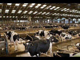 BURDUR VE CEVRESİNDEKİ ÇİFTLİKLERİMİZDEN 1. SINIF HOLSTAİN GEBE DÜVELER