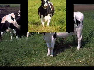 BURDUR VE CEVRESİNDEKİ ÇİFTLİKLERİMİZDEN 1. SINIF HOLSTAİN GEBE DÜVELER