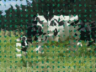 BURDUR VE CEVRESİNDEKİ ÇİFTLİKLERİMİZDEN 1. SINIF HOLSTAİN GEBE DÜVELER