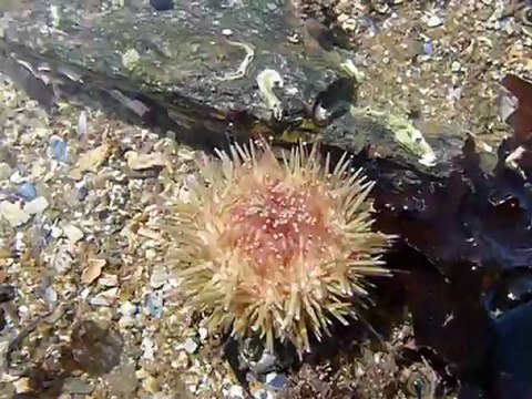 Oursin vert, le retournement