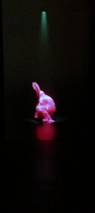 FANTASTIC LILLE 3000 Lapin rose 1