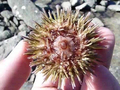 Oursin vert et sa bouche