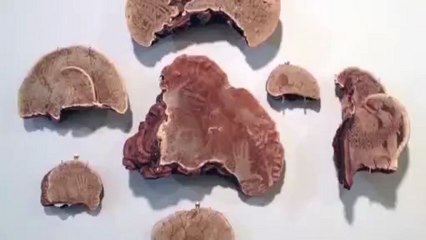 Cet artiste a décidé de créer ses peintures sur des champignons
