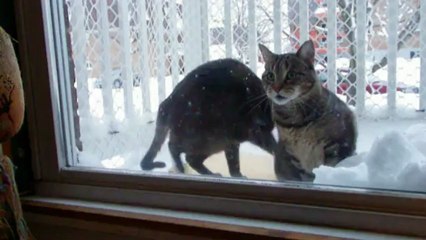 Macadam et Billy Bob - 29 décembre 2012