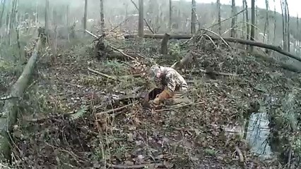 chasse au vol avec un aigle royal
