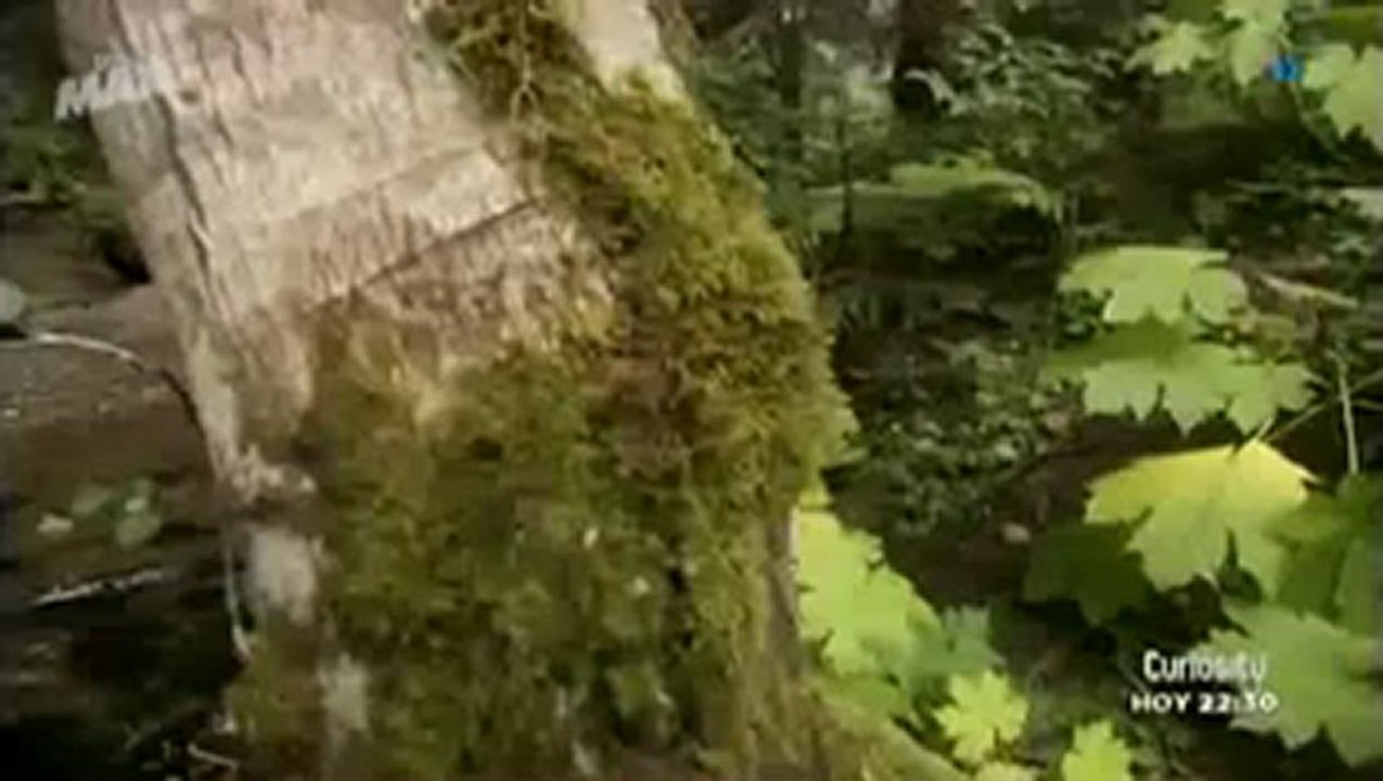 Fuerzas de la Naturaleza Volcanes