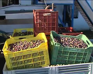 Γκλέτσος για ελαιοτριβεία