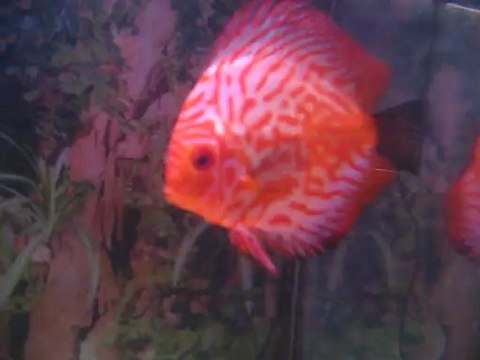 bac 600 l communautaire discus 2012 + bac hopital