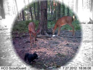 Bears and other animals of the north woods