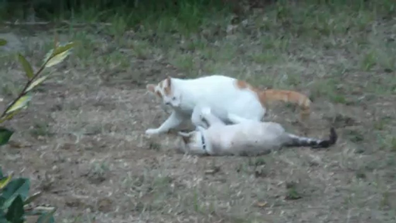 Pinky et Flèche
