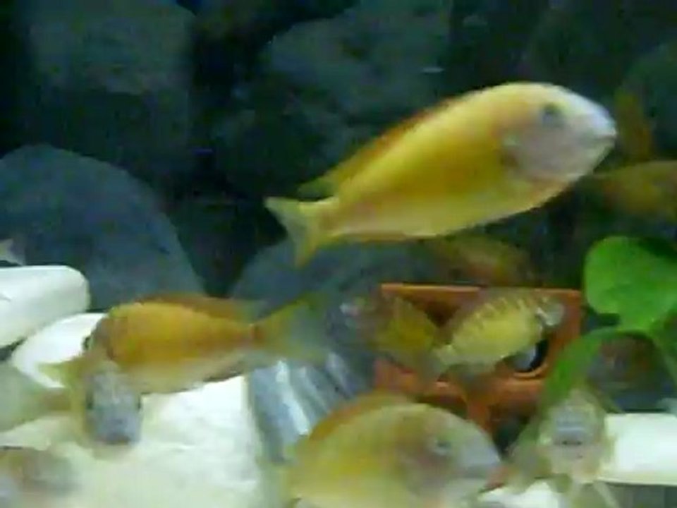 redlerim damızlık altı oldu