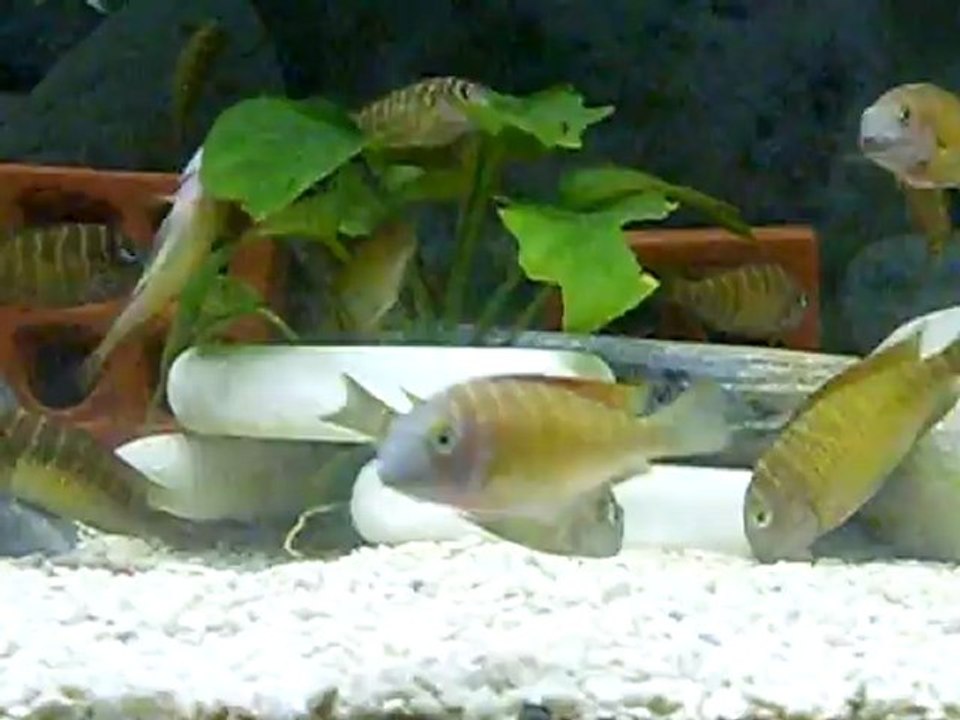 redlerim damızlık altı oldu