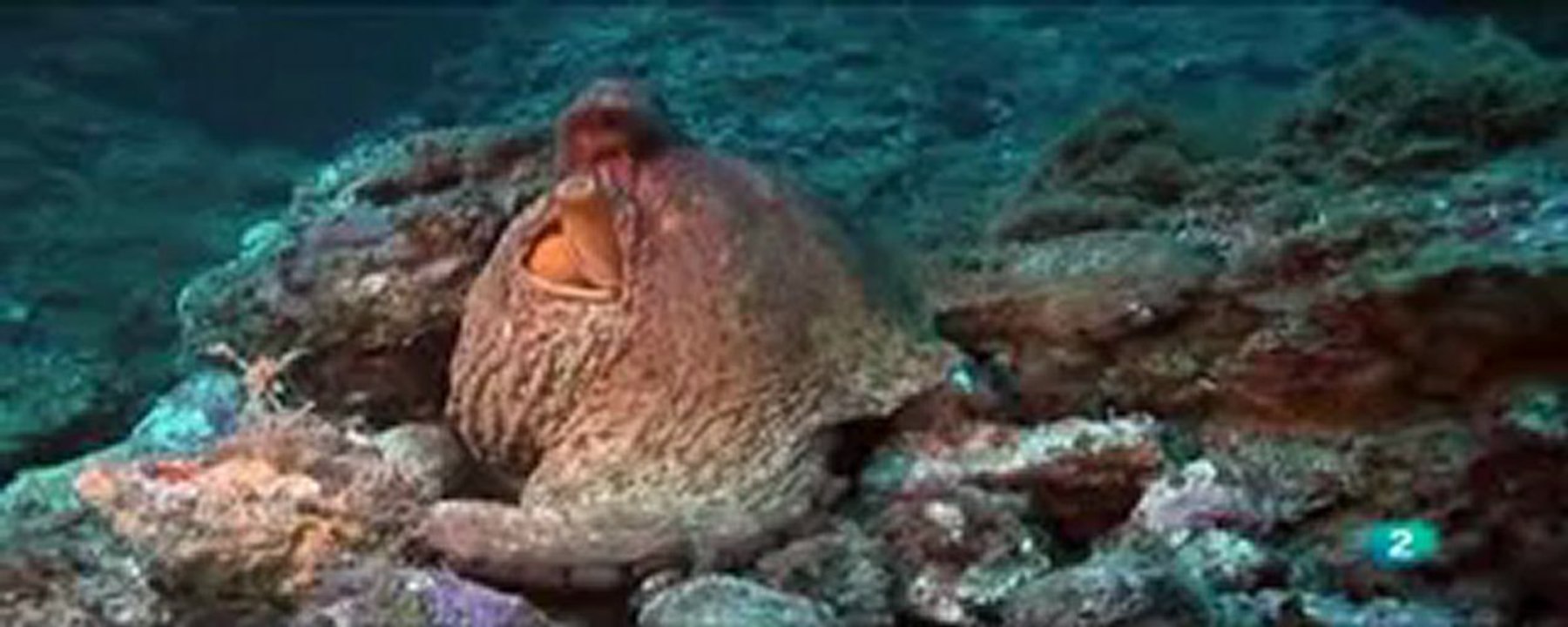 El pulpo del volcán