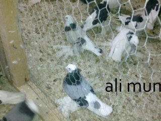 MALATYA PAÇALI GÜVERCİNLER. ..1..