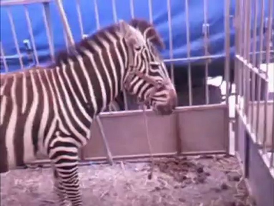 Elle m'a aimé a sa manière de Jomusic par Atalozur