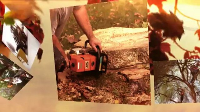 Tree service Milwaukee