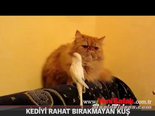 Kediyi rahat bırakmayan kuş