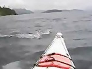 Here Come The Killer Whales