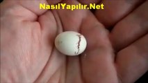 Bir Kuşun Yumurtadan Çıkış Anı! | NasılYapılır.Net |
