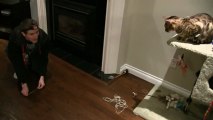 Bengal Cat Rumble Playing With Elastic Rubber Bands Linus Cat Tips