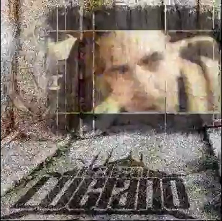 le rat luciano money sex drogue et delits