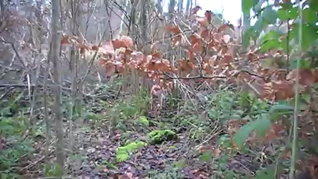Eskenn arrêt bécasse 29-12-12, patron  Easy  et Boussole