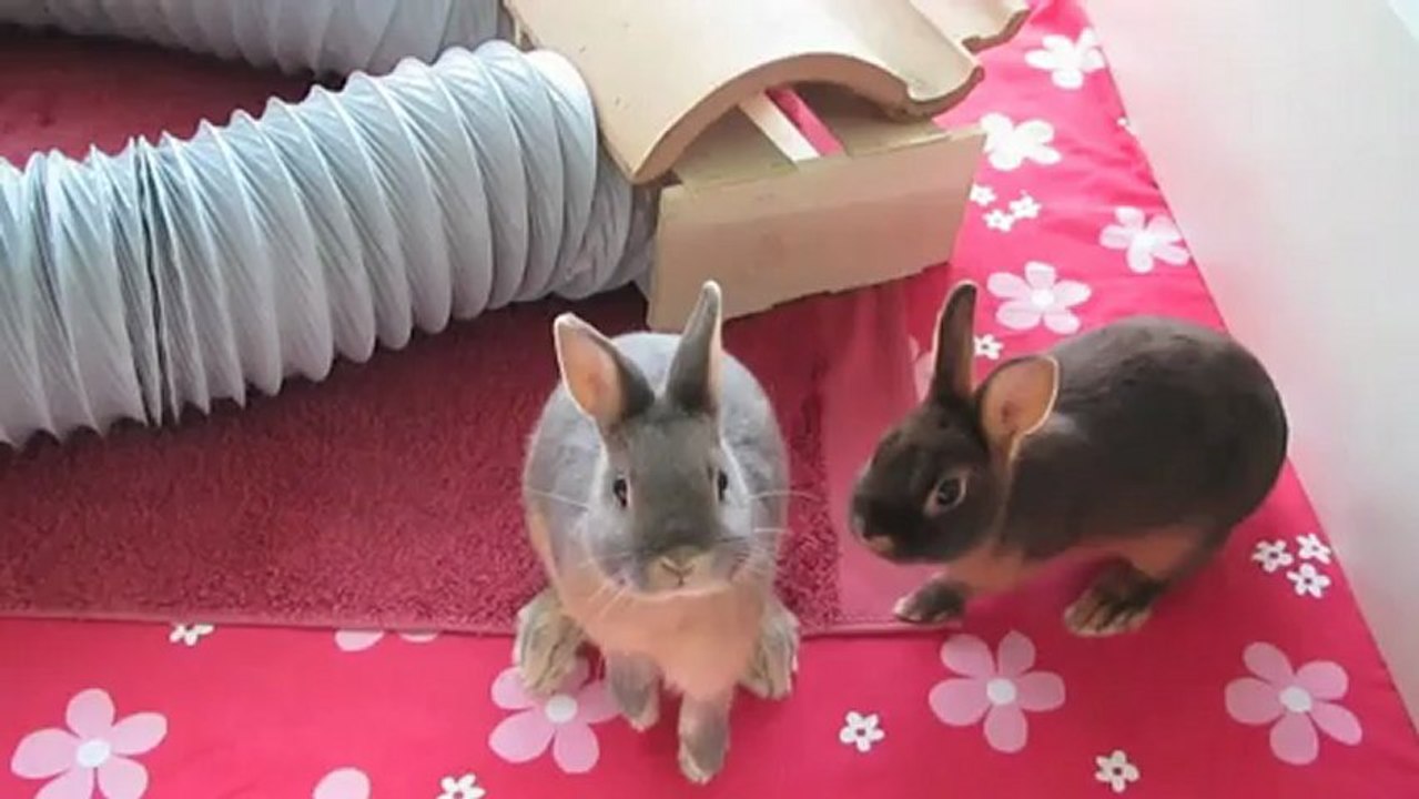Noukie et Mikki