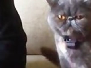 Polite Cat Asks For Attention