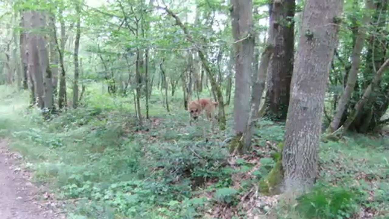 Emla en foret