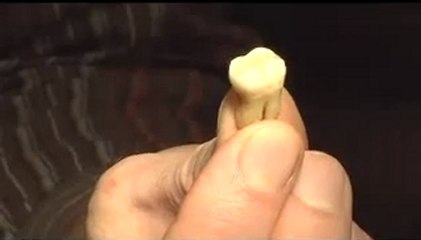 La Puce RFiD Fait ses Dents