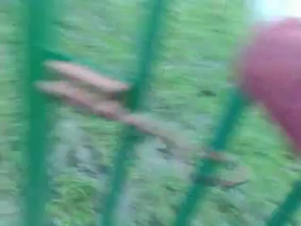 Retrouvailles Hialto, Cap'tain et Luna après 1 mois