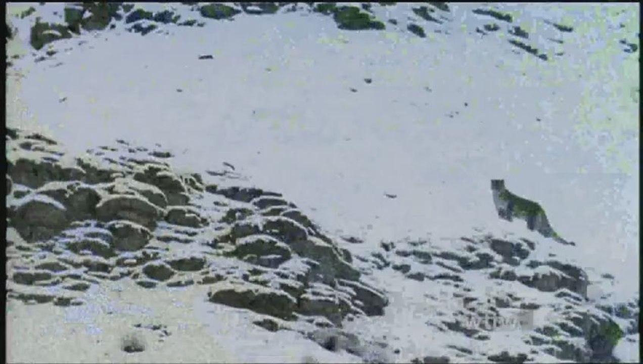 The Snow Leopard