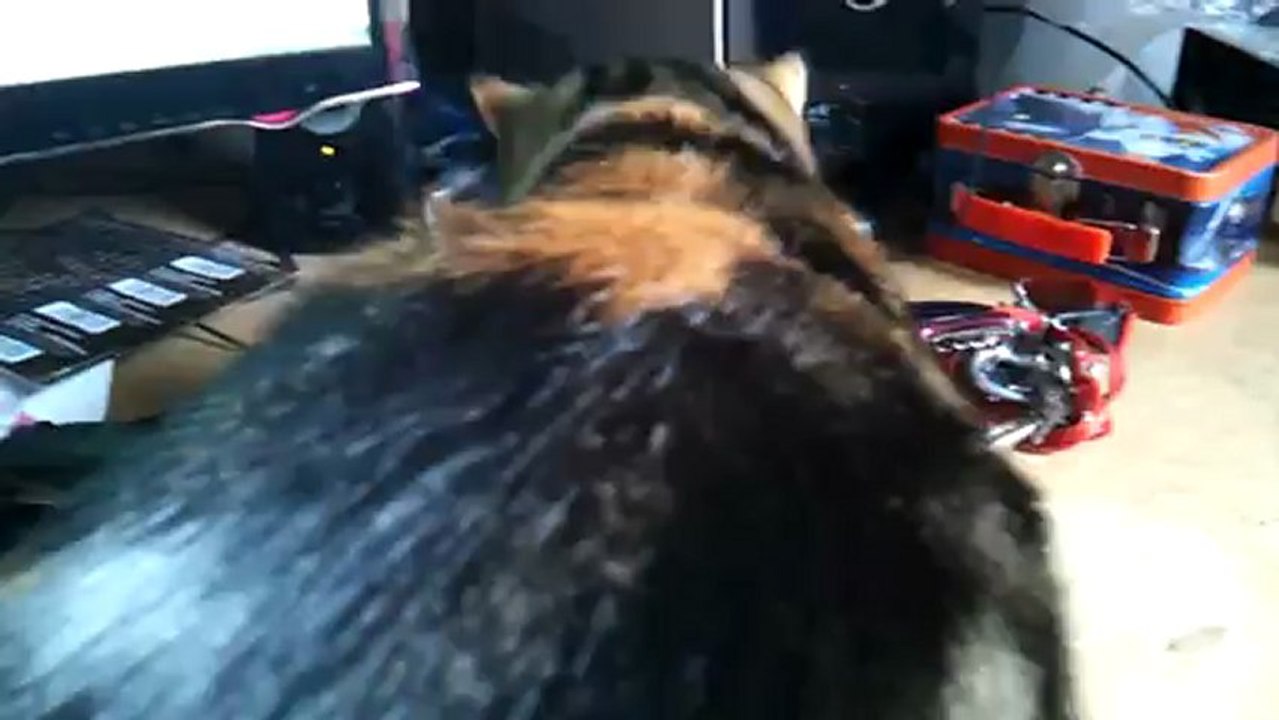 Mon chat qui manger ses croquettes