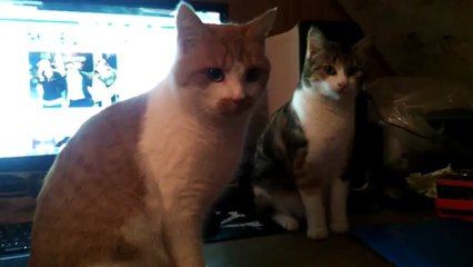 Mes chats ont faim