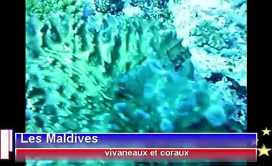 vidéo de pierre avec differente séquences