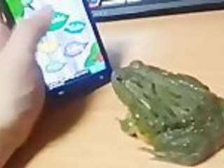 Don't Mess With Frogs