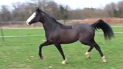 Mon beau garçon, heureux dans sa nouvelle vie au pré!!