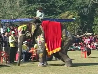 Конкурс красоты среди слонов прошел в Непале