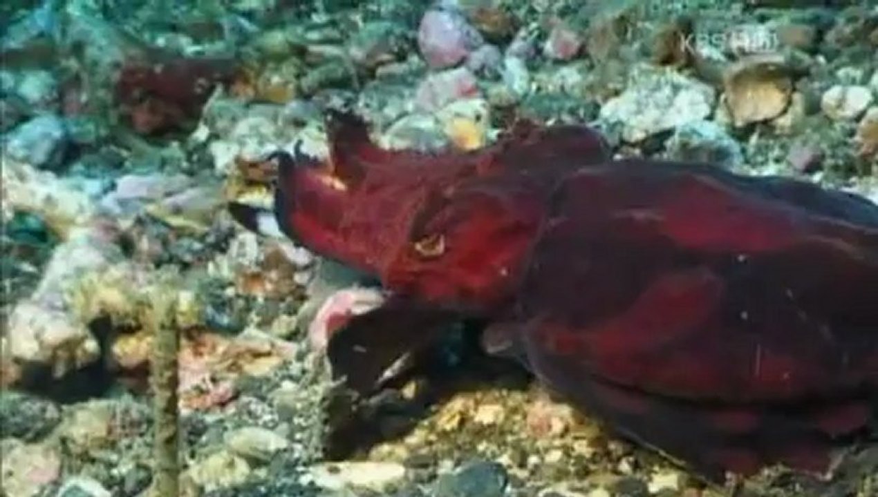 [mix]동물의 세계.121231.이상한 바다의 기이한 생명체들2.HDTV.XviD-KOR