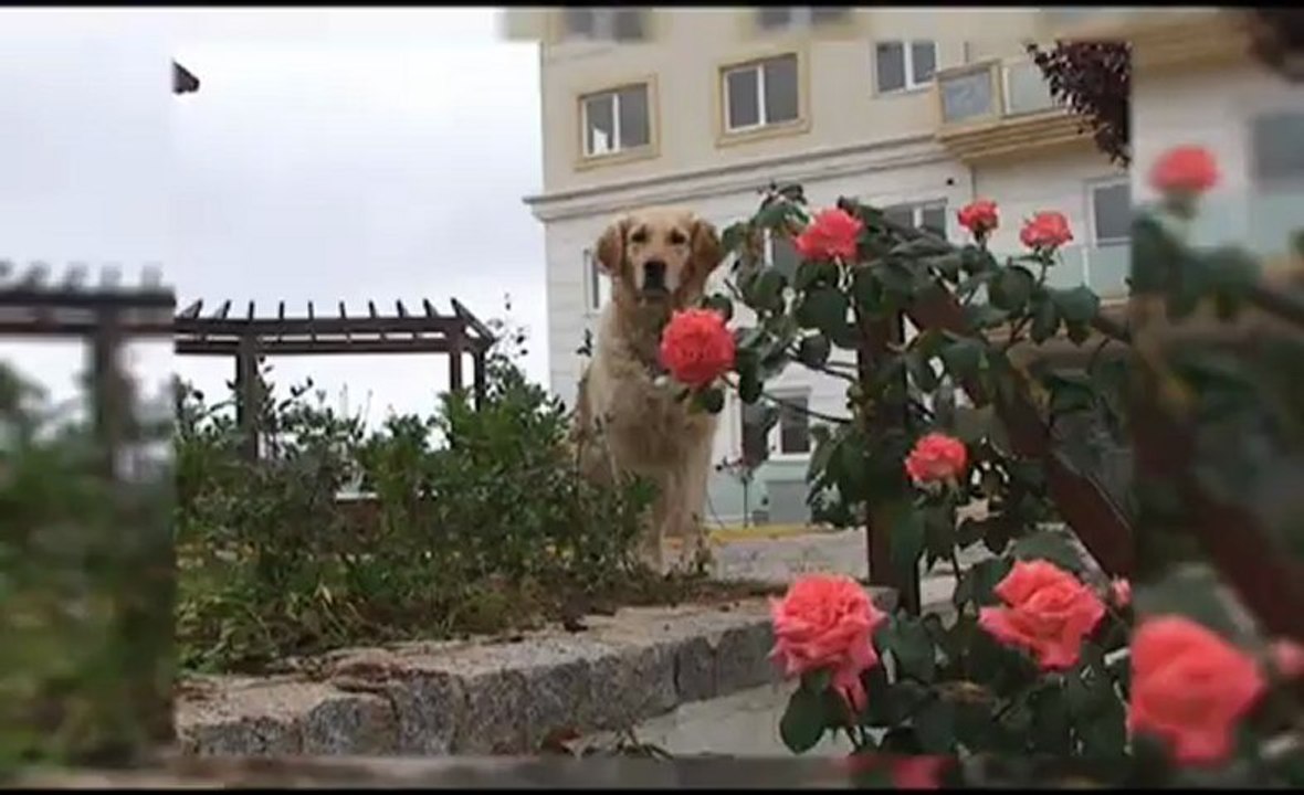 ÇAYIROVA DUMANKAYA PROJE KARŞISINDA HEMEN TESLİM ALAMN İNŞAAT GARANTİSİ İLE GÖKDENİZ KONUTLARI
