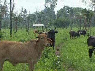 New methods of combating deforestation in Bolivia
