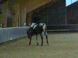 Dressage club 2 grand prix 23-12-2012 Nirik et Cybèle BLATRIX