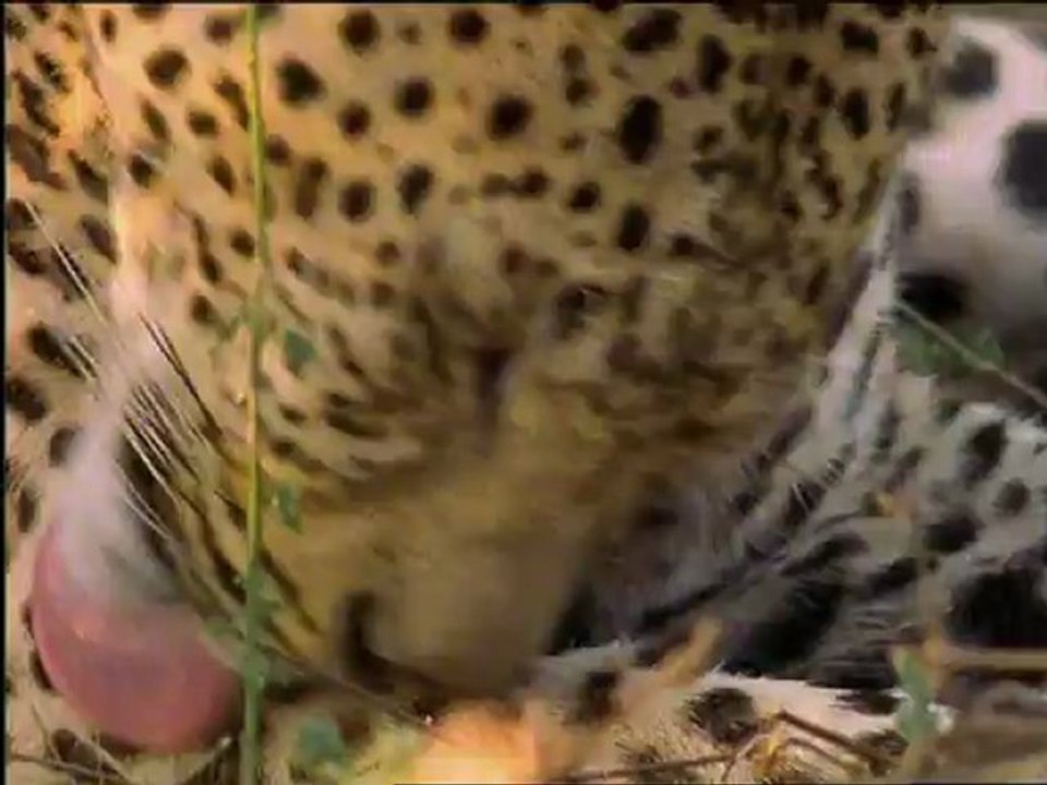 Leoparlar (Leopard)