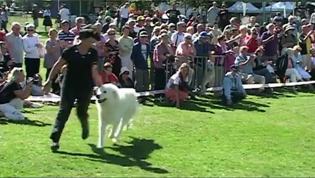 Montagne Pyrenees, Elevage des Brumes de la Comtee